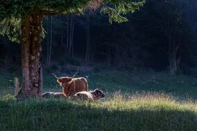 Our small farm